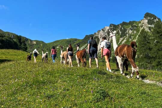 Triesenberg: Walk with Llamas in the Mountains