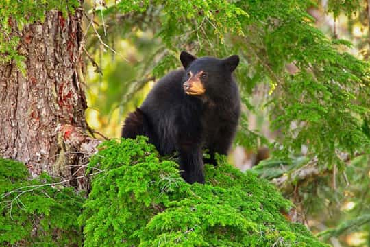 Whistler: Morning with the Bears Land Rover Scenic Excursion