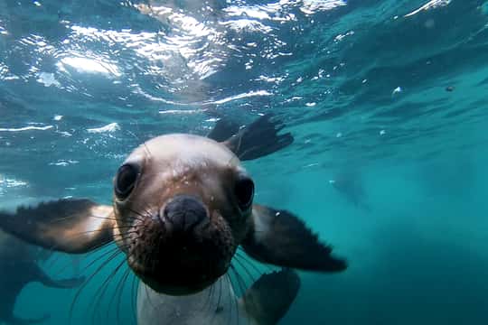 Snorkeling with Sea Lions